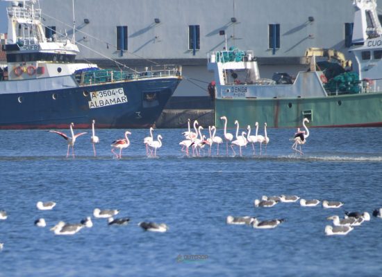 Indústria Pesqueira vs Aves na Ria de Aveiro